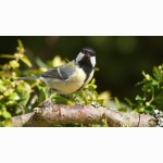 20220427 Kohlmeise 1 DSC07359.jpg